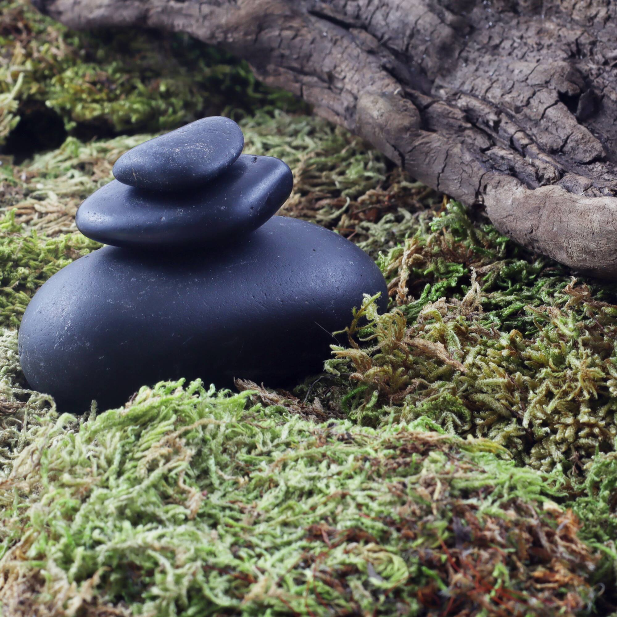 12 Pack: Preserved Forest Moss by Ashland®